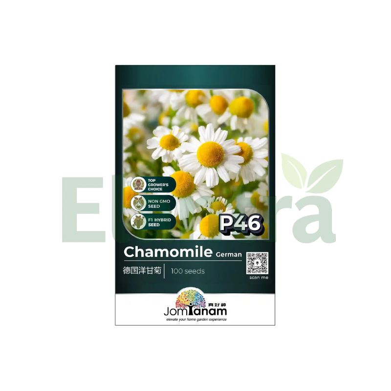 P46 CHAMOMILE GERMAN